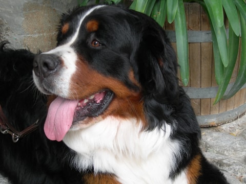 Maultiere, Esel und Berner Sennenhunde