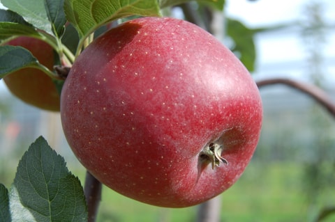 Apfel im Focus