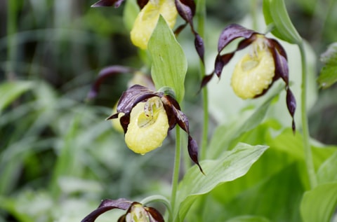 Orchideenführung im Natur - und Tierpark Goldau