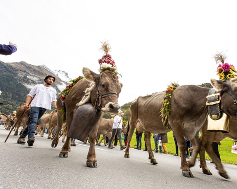 Glarner Alpchäs- und Schabziger-Märt in Elm