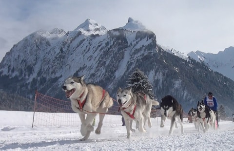 Internationales Schlittenhunderennen Studen – abgesagt