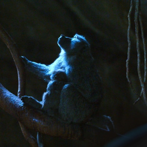 NaturVision Filmtage St.Gallen