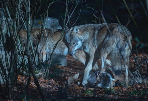 Abendführung bei Vollmond im Tierpark Dählhölzli – abge...