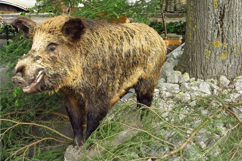 Wildschweine – Biologie & Jagd im Jurapark Aargau