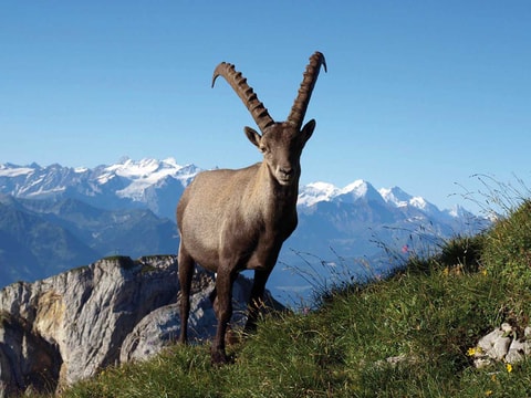 Steinbock Safari auf dem Pilatus