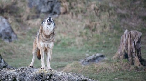 Vollmondführung im Tierpark Goldau