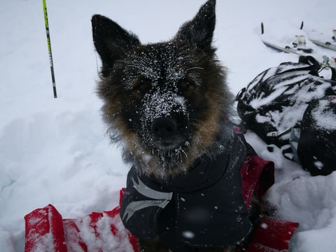 Schweizer Meisterschaft der Lawinenhunde