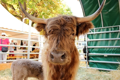 beef.ch