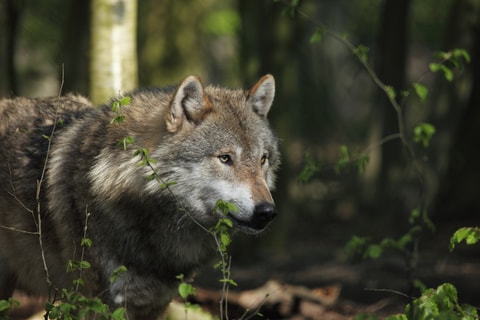 Wolf – Wieder unter uns