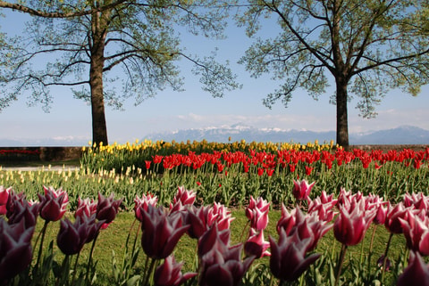 Tulpenfest in Morges