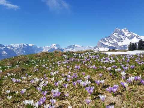 Braunwalder Osterwandertage