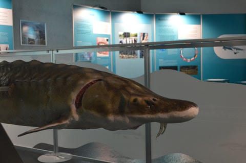Sonderausstellung "Die Rückkehr der Störe"