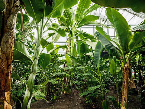 Tag der offenen Tür im Tropenhaus Frutigen