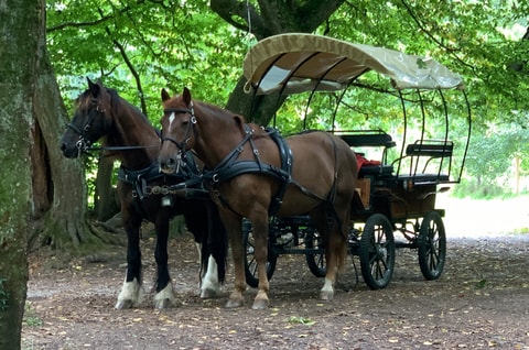 Kindergeburtstag mit Pferdekutschenfahrt im Bachsertal