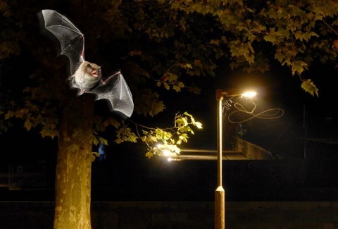 Bat Night 2026: Hier flattern die Fledermäuse