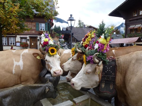 Gstaad Züglete im Saanenland
