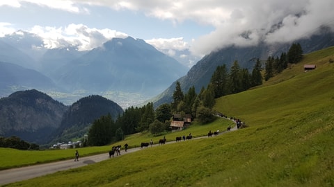 Alpabfahrt von der Belalp nach Blatten