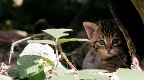 Haustiere als Geschenk – Natur- und Tierpark Goldau