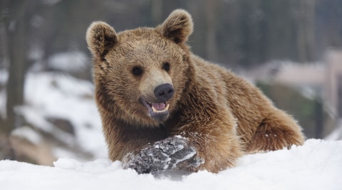 Weihnachten im Natur- und Tierpark Goldau