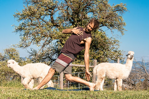 Alpaka-Yoga
