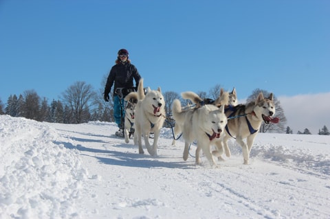 Fest des nordischen Hundes