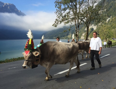 Erster Klöntaler Alpabzug im Glarnerland