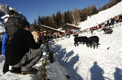 Ringkuhkampf der Königinnen