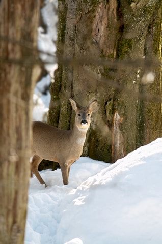 Wildtiere im Schnee im Natur- und Tierpark Goldau