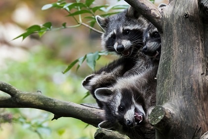 Tierisches Theater für Kinder – Natur- und Tierpark Gol...