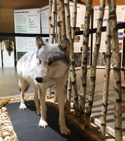 Begegnung mit dem Wolf