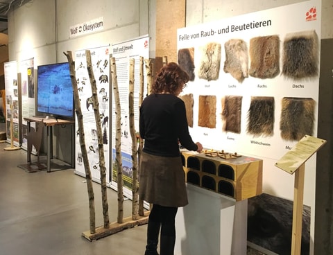 "Begegnung mit dem Wolf" – Spezialprogramm in der Umwel...