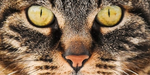 Die Katze. Unser wildes Haustier