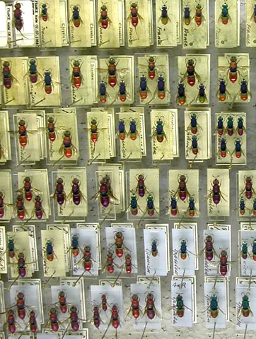 Nationaler Tag der Naturhistorischen Sammlungen 2018