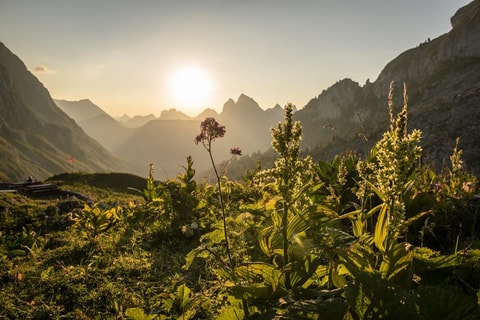 Wildpflanzenwanderung in Crésuz