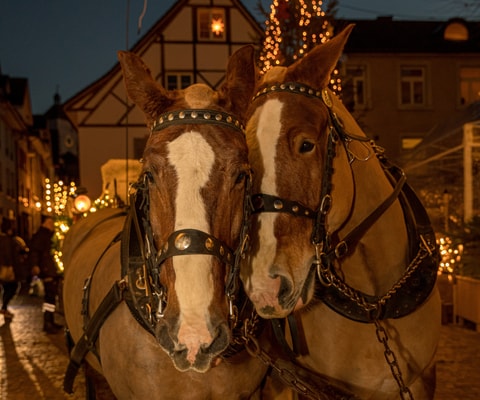 Kutschenfahrten im Advent