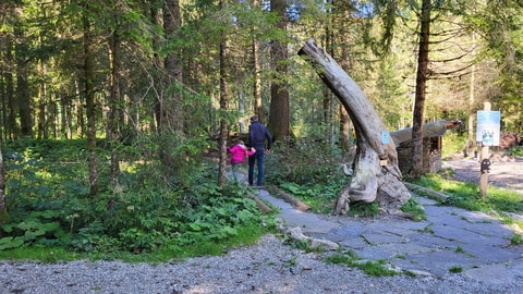 Rallye forestier à Bouleyres (FR)