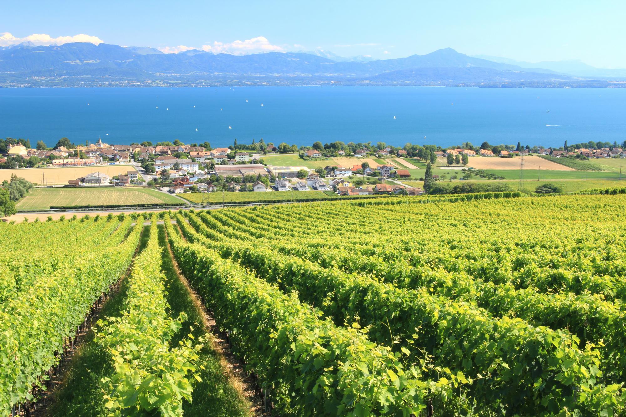 Vineyard of la Côte