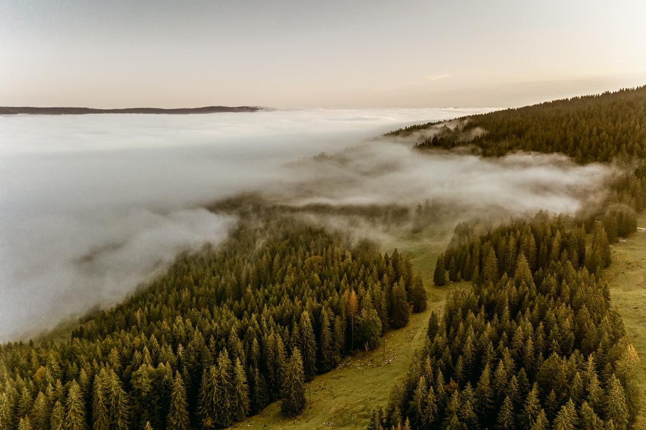 Bois Vallée de Joux