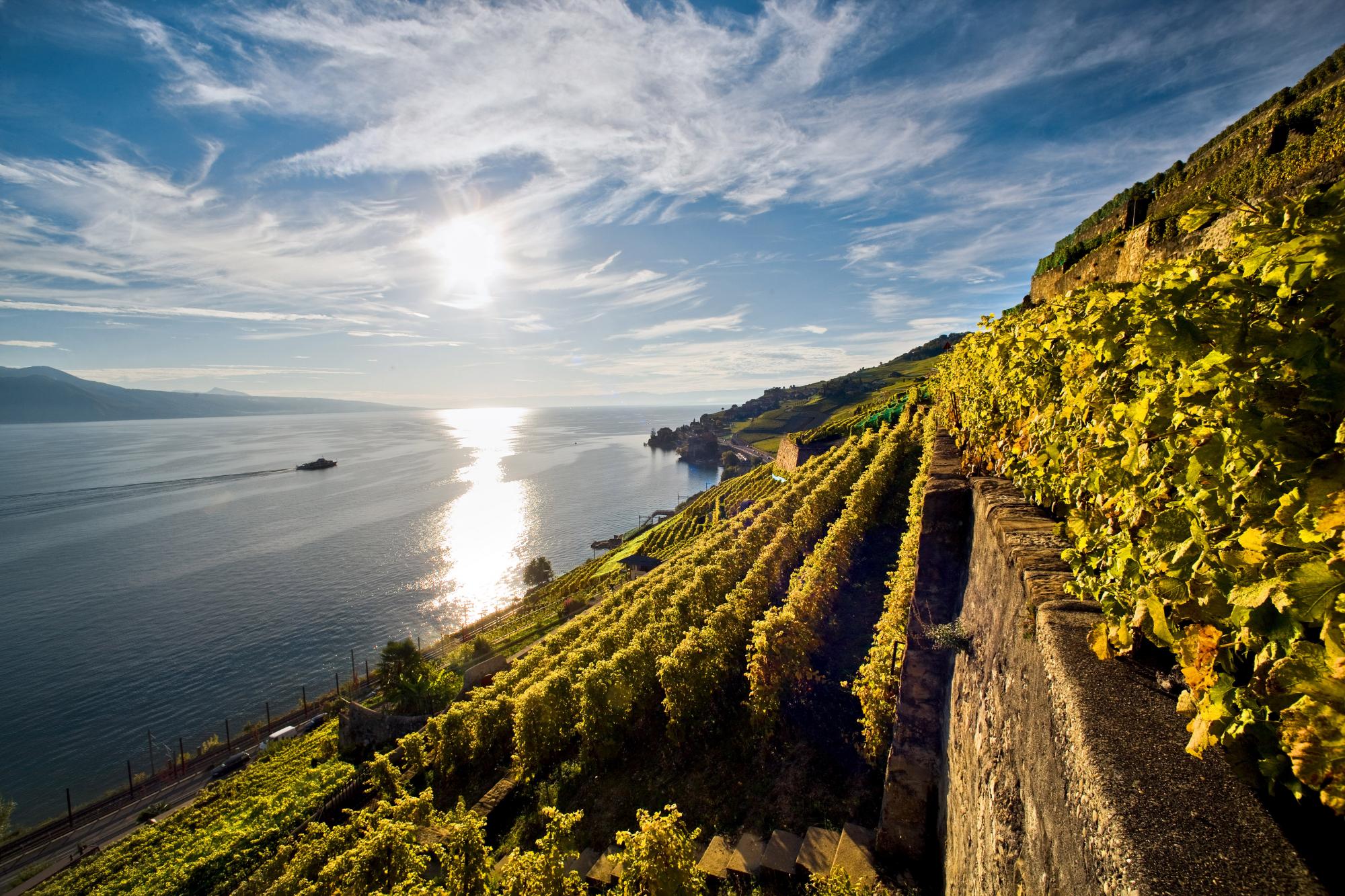 Lavaux