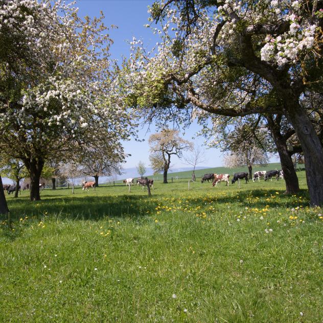 Tour du Vallon des Vaux