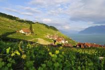 The Lavaux Terraced Vineyards