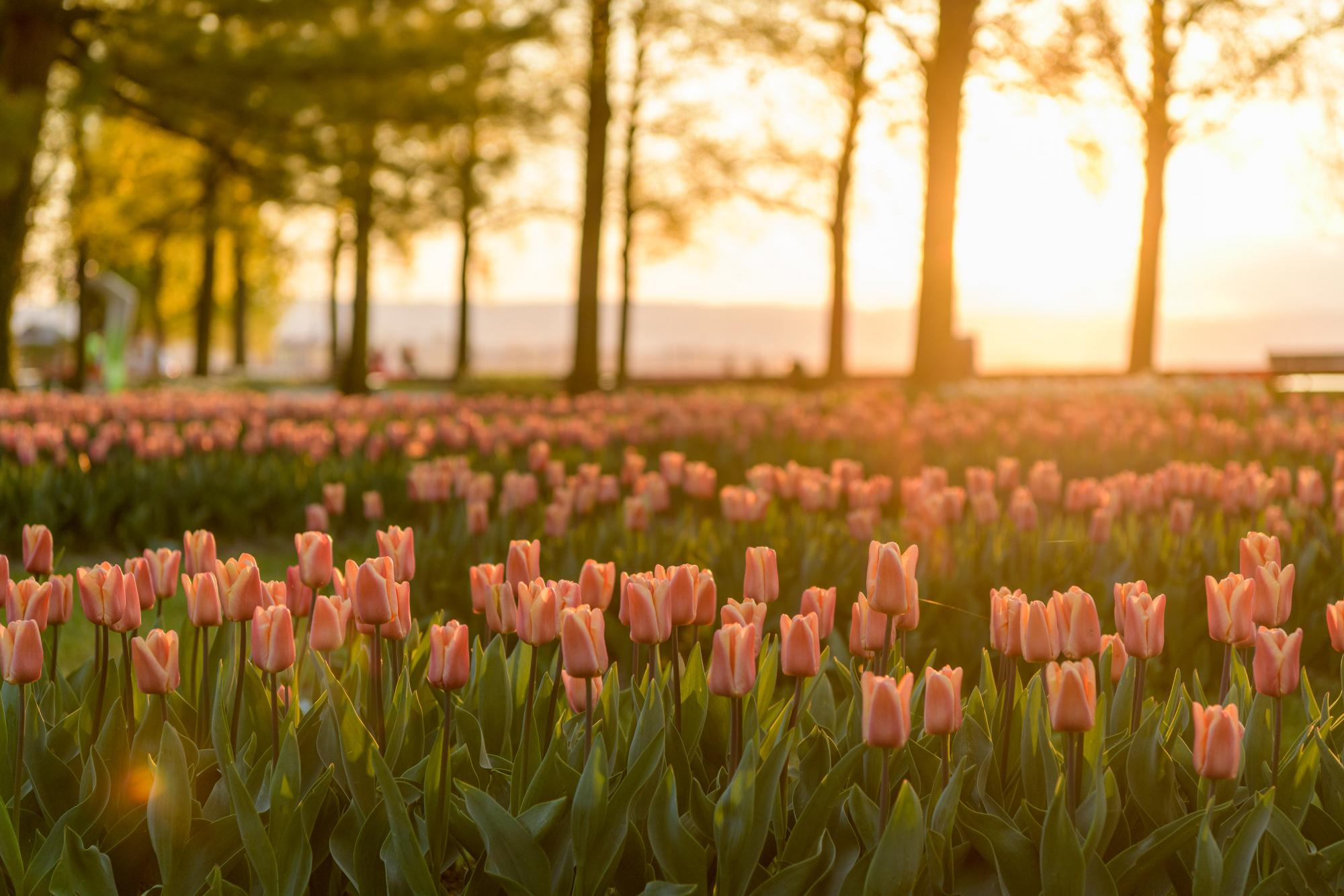 Fête de la tulipe