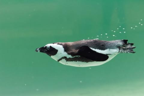 Manchot Tropiquarium
