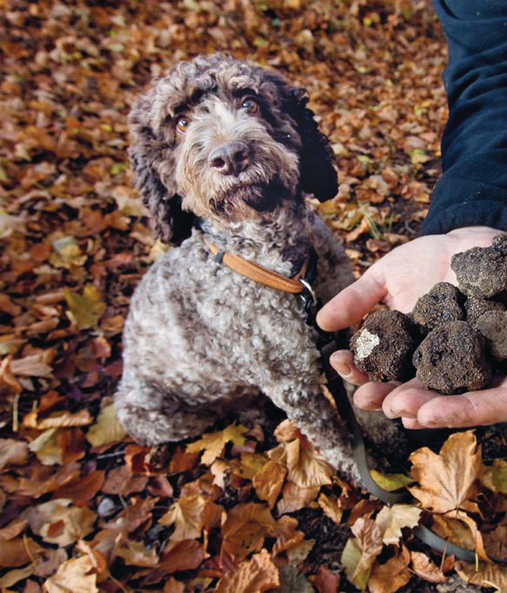 Dog truffe