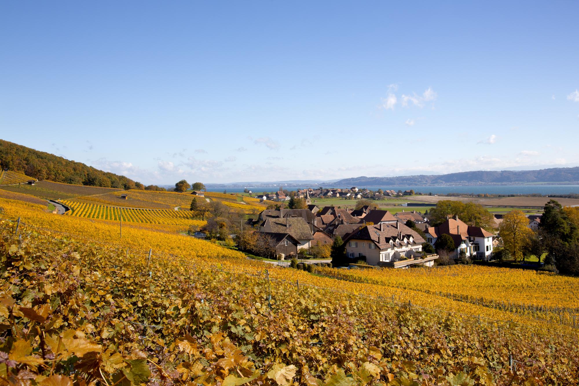 Vignoble Bonvillars automne