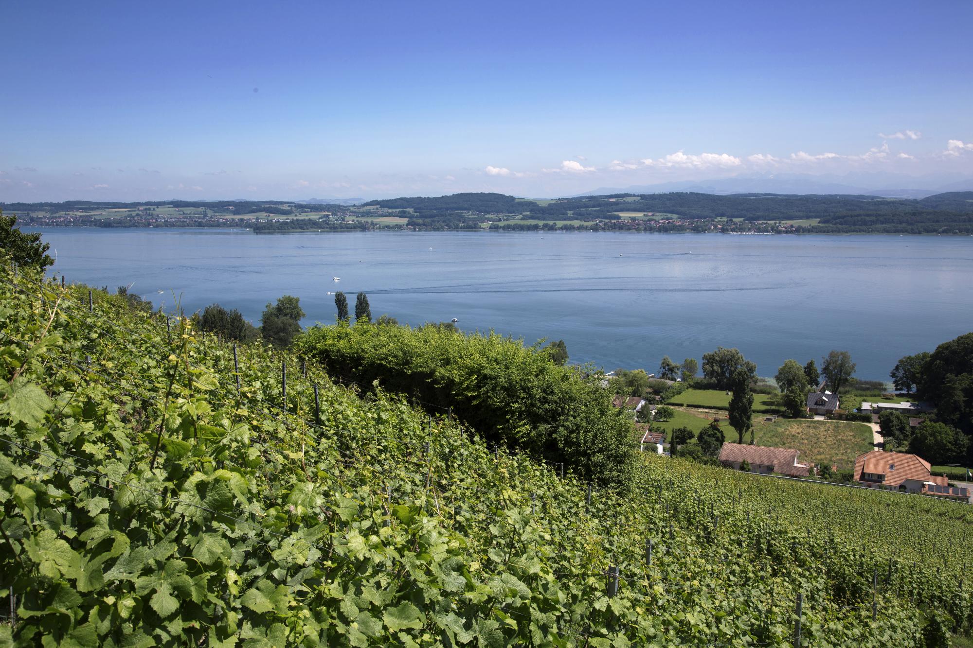 Vignoble Vully été