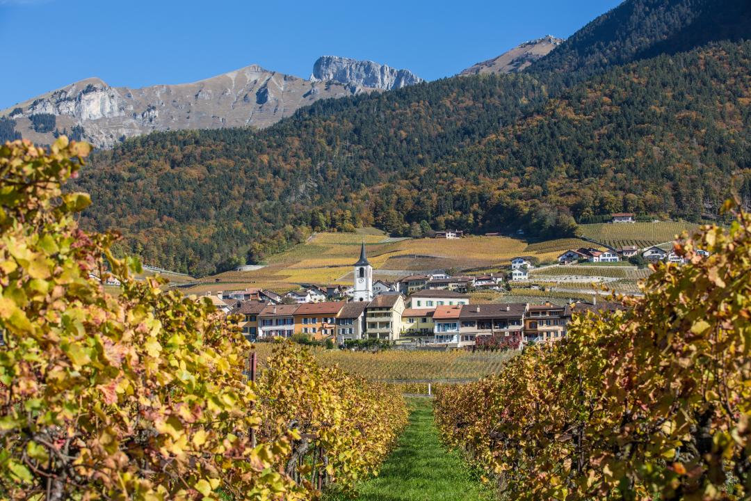 Domaine_Dillet
