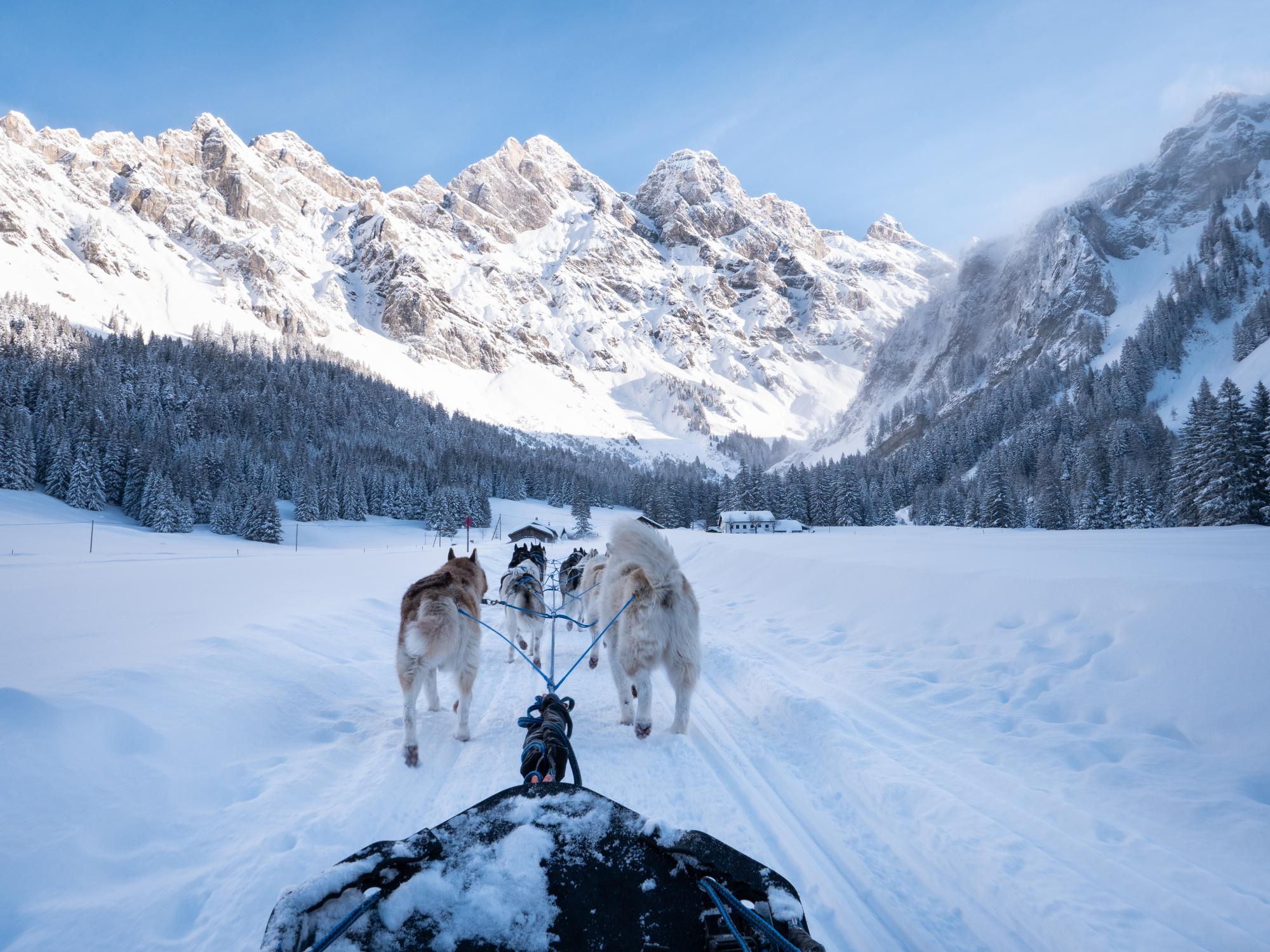 Chiens de traineaux à Villars-Gryon