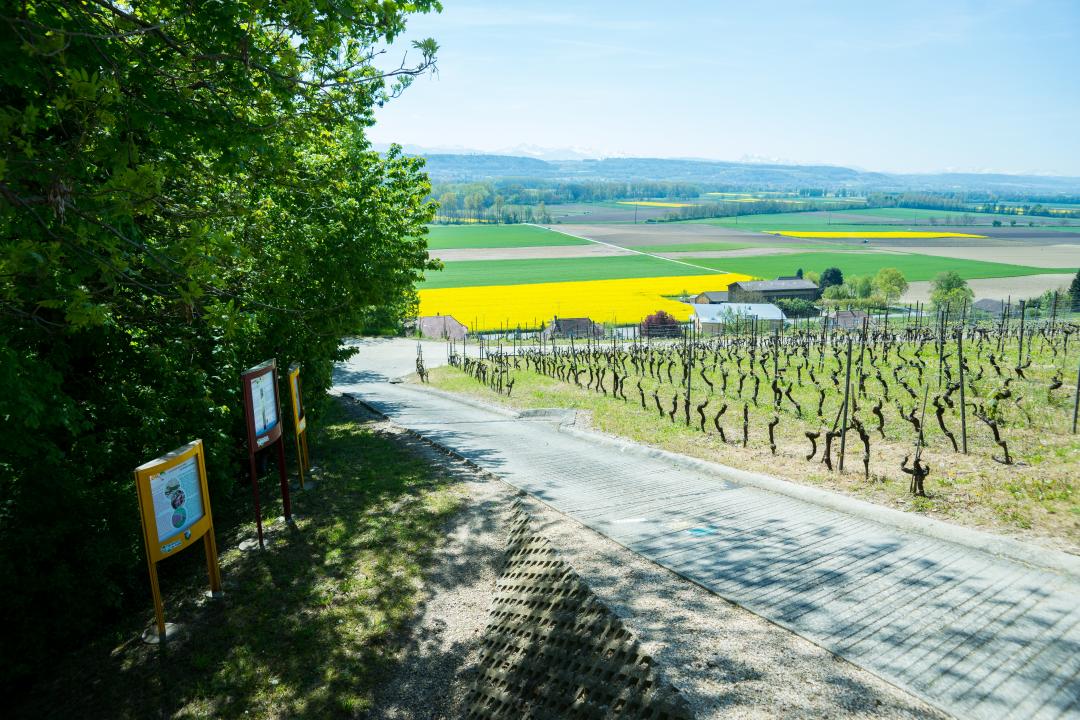 Vineyard Path Salavaux
