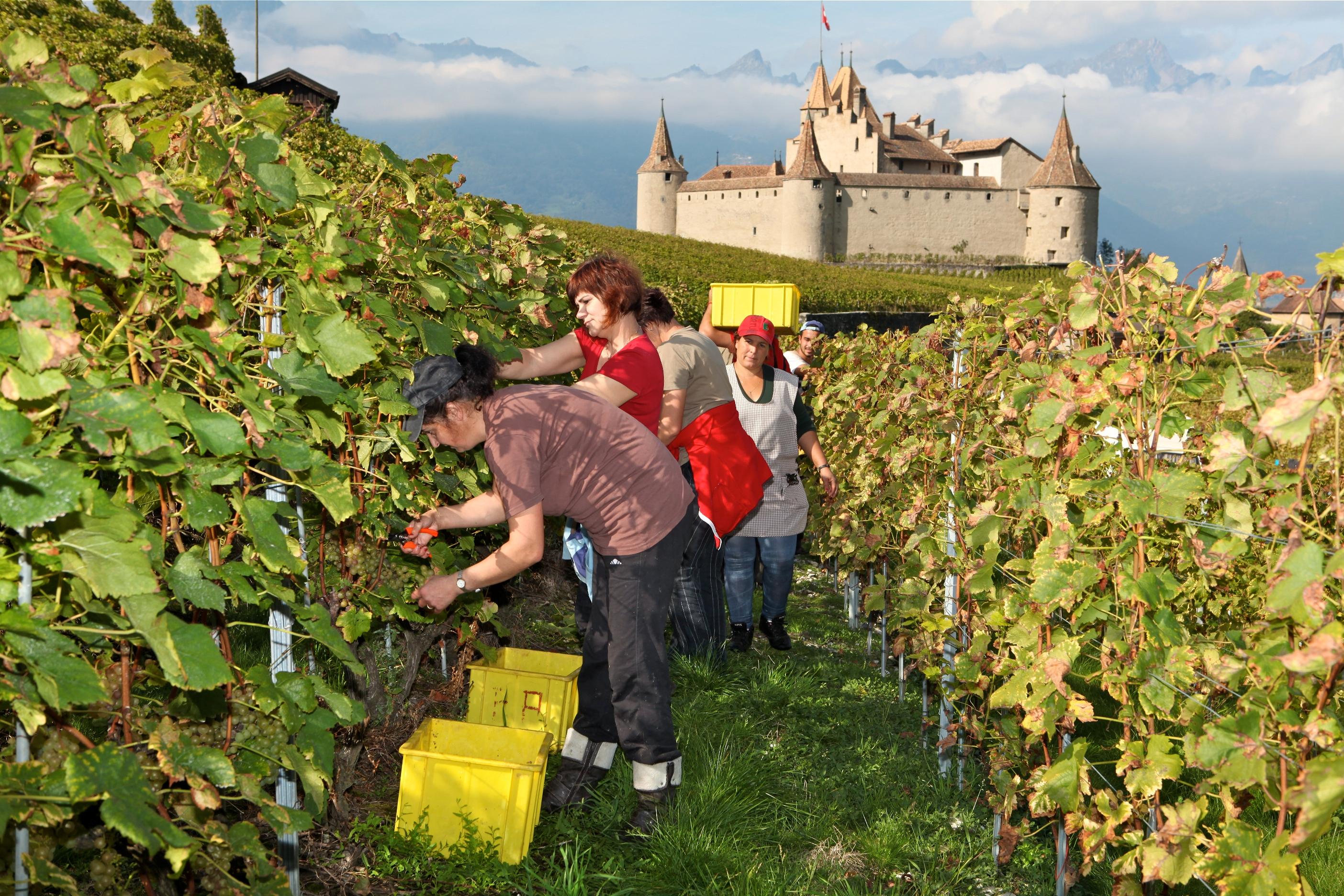 Weinbauer Aigle